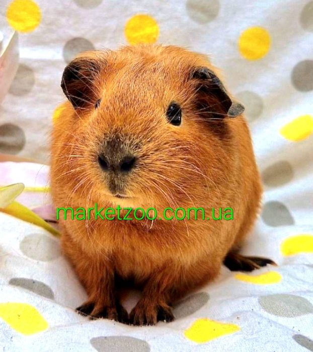 Морська свинка висловуха калiфорнiя,морские свинки рыжая калифорния