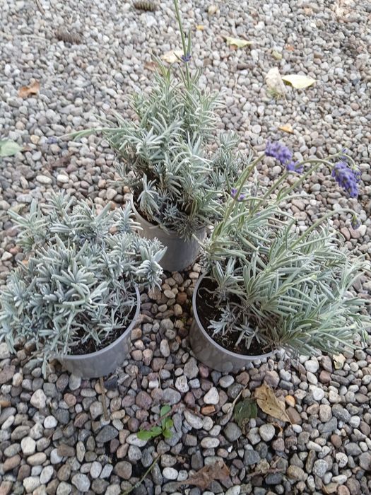 Lawenda cleo patio