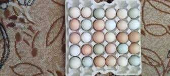 Продаж інкубаційного яйця Домінант SL459.