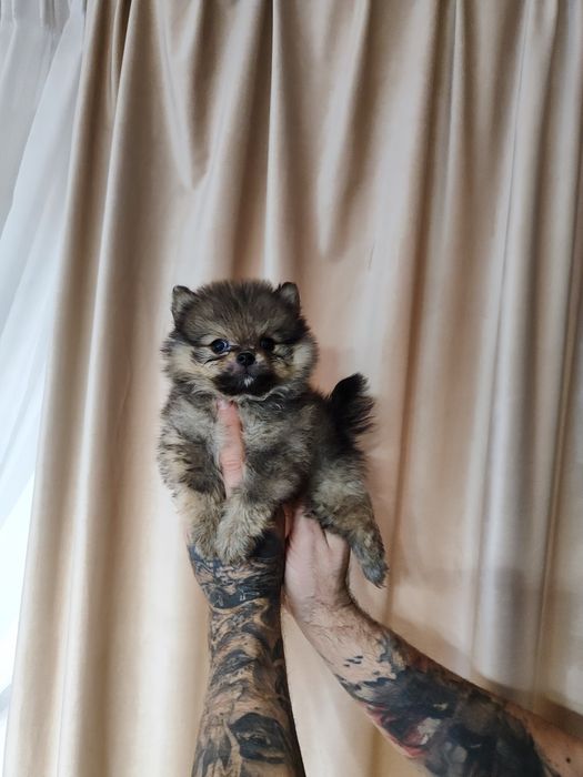 Крихітка дівчинка  та хлопчик у продажі