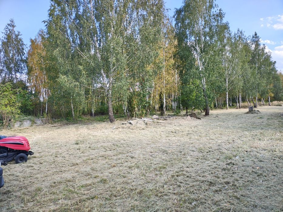 Przycinanie tui i drzew wycinka metodą linową