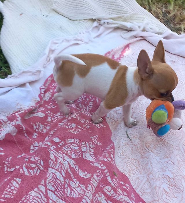 Chihuahua Miniatura
