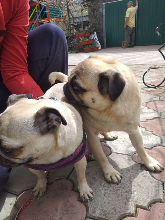 Мопс Льолік запрошує на вязку