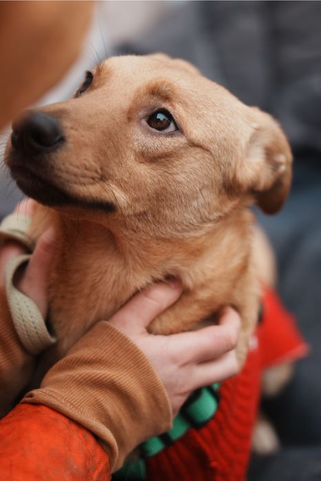 Песики з зони бойових дій мріють стати домашніми!