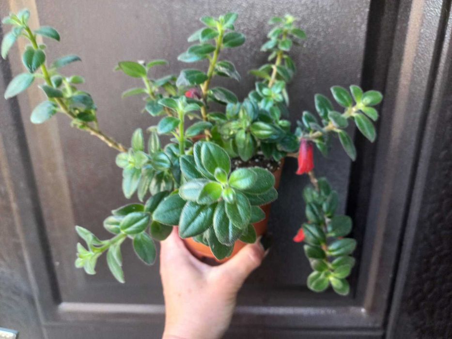 Колумнея Hirta Кімнатні рослини