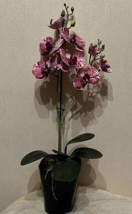 Орхидея фаленопсис композиция в горшке ( штучна)