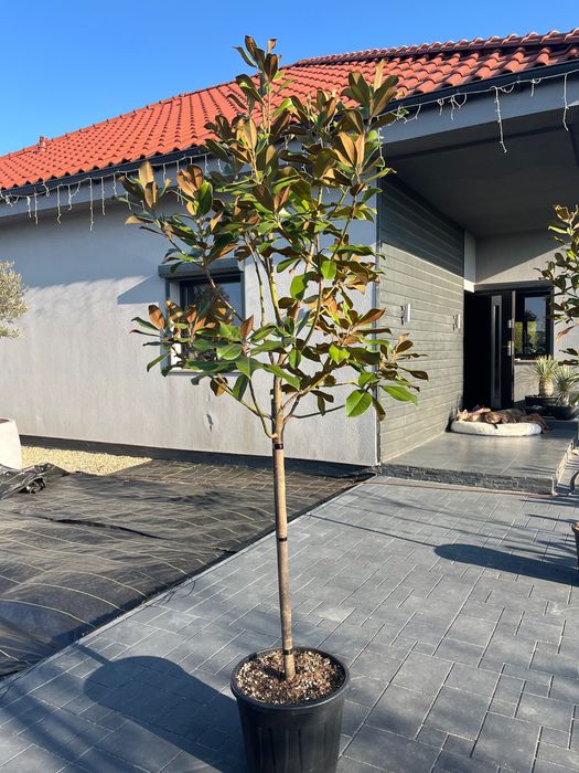 Magnolia GRANDIFLORA Little Gem Zimozielona