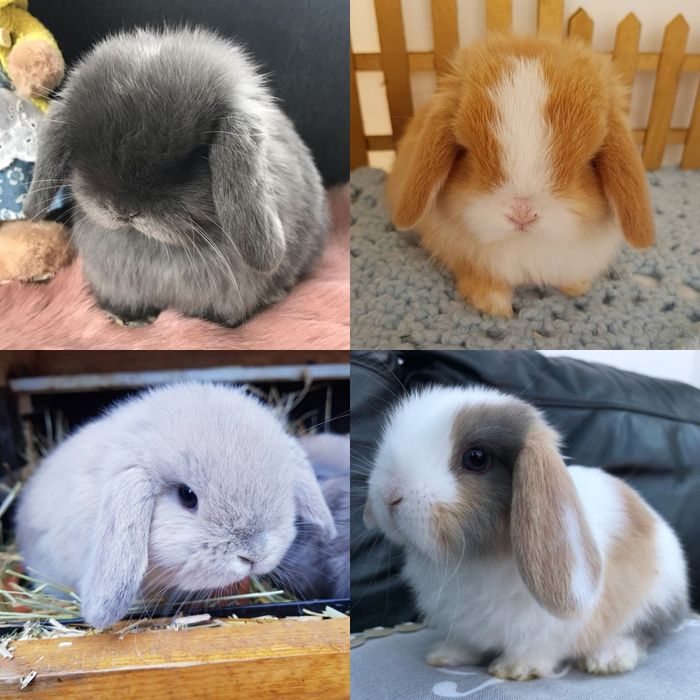 KIT Coelhos anões orelhudos, mini lop super inteligentes e dóceis
