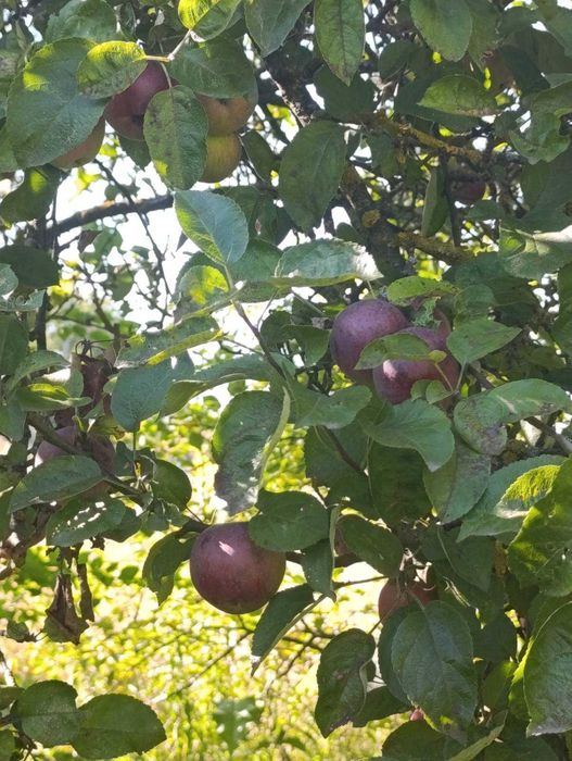 40299  Земельна ділянка 8,8 соток, Дубово, СТ "Мрія"