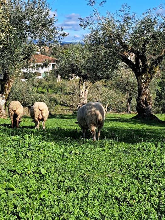 Carneiro INRA 401/Romane