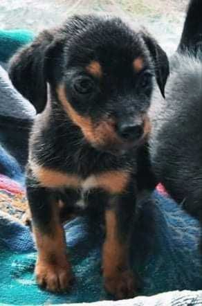 śliczny szczeniaczek po małej mamie niskopodłogowej