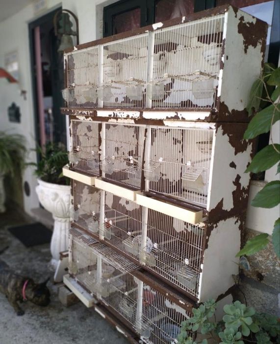 Conjunto de 4 gaiolões