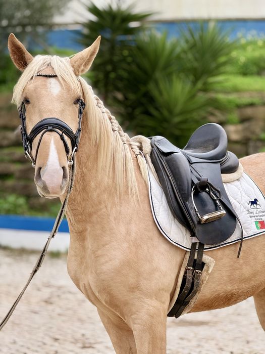 Young Lusitano Horses
