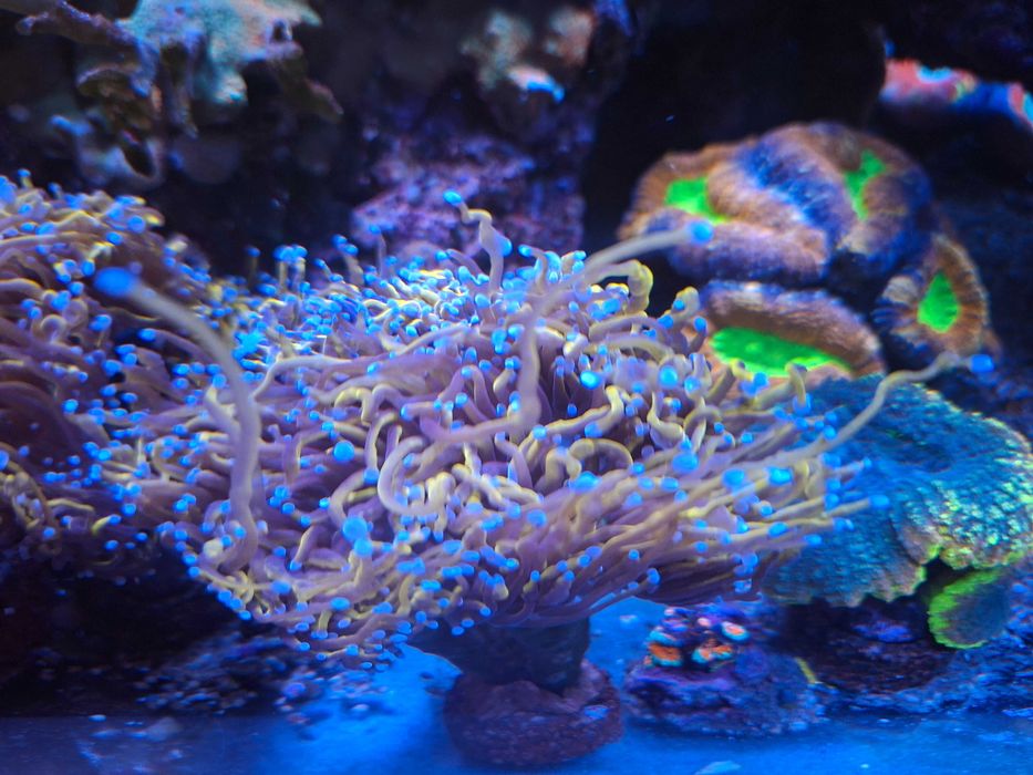 Euphyllia glabra