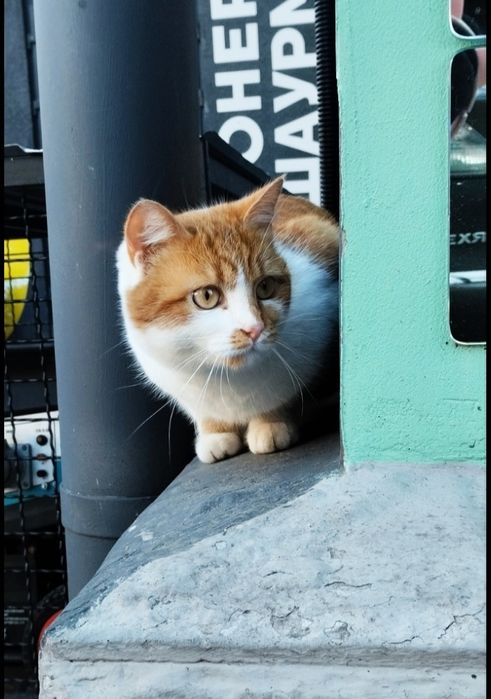 Кішечку в добрі руки