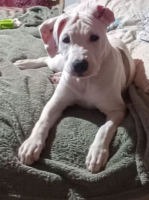 Срочно щенки американского стаффордширского терьера