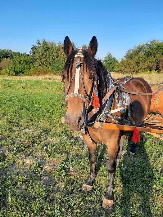 Koń pod zaprzęg- sprzedam wałacha