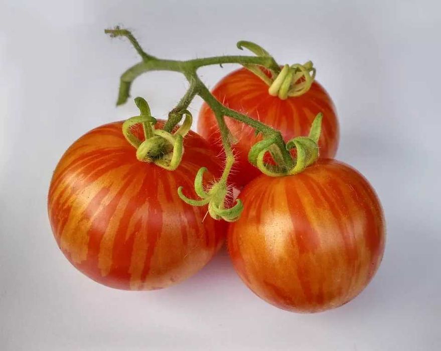 15 Sementes Tomate Tigerella