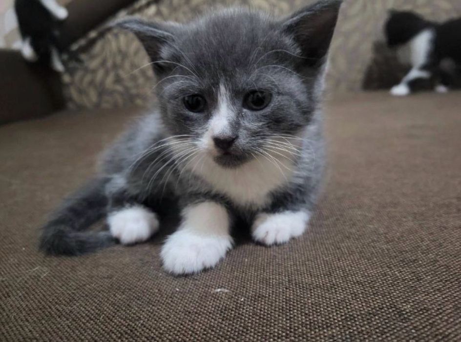 Хлопчик 2,5 міс кошенятко