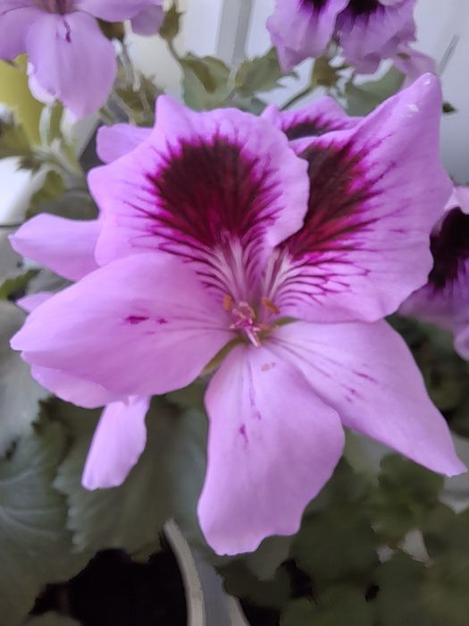 Пеларгонія герань королівська