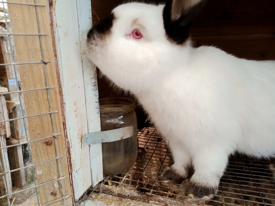 Кролики каліфорнійські(самиці, самці,пари, кроленята))