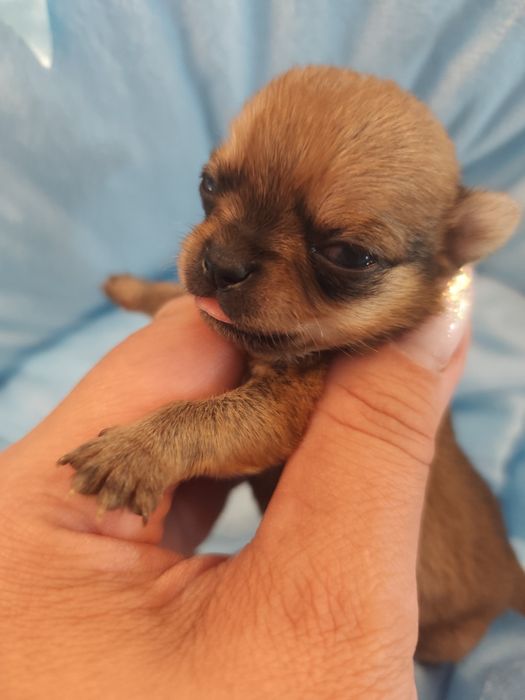 Chihuahua mini chłopczyk do rezerwacji