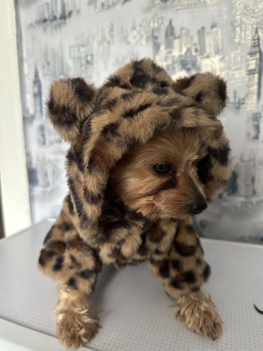 Светр з леопардовим принтом для тварин