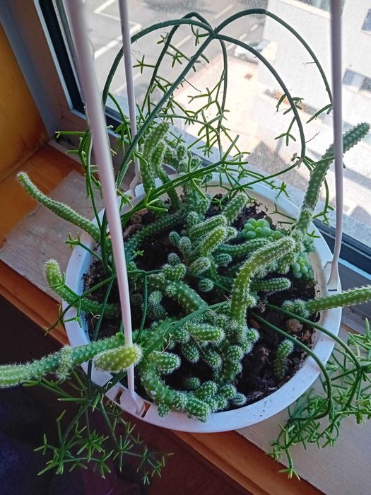 Planta - Cacto Amendoim