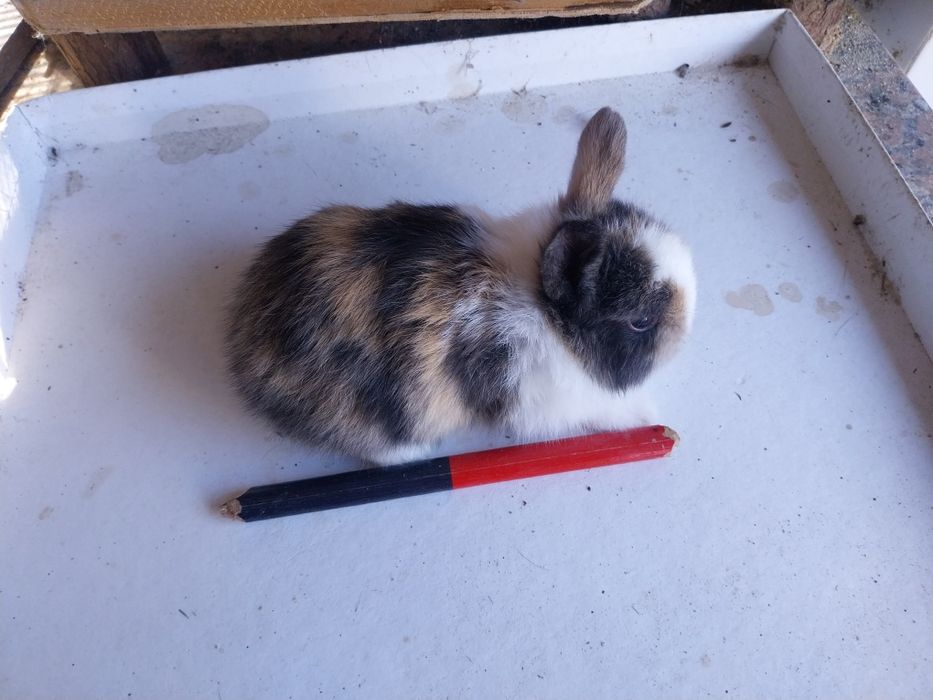 Coelhos anões cabeca de leão  /minilop/nederland dwarf