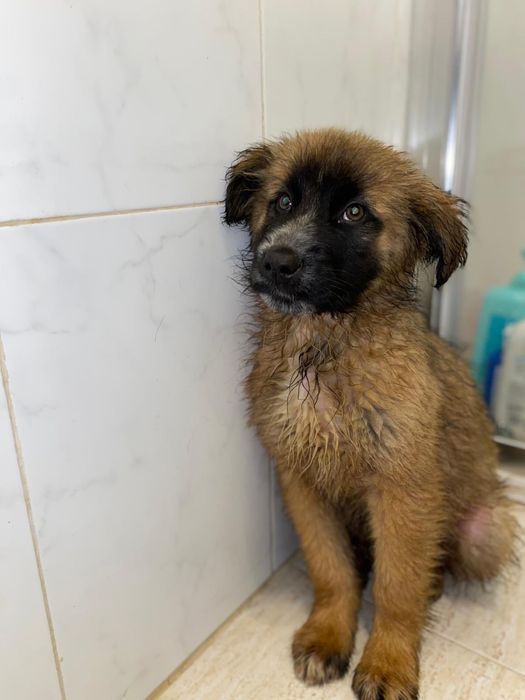 Bebés 2 meses para adoção responsável