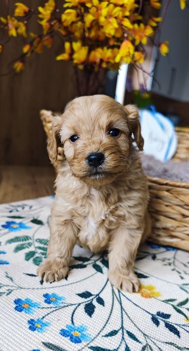 REZERWACJA**Cockapoo** uroczy piesek !