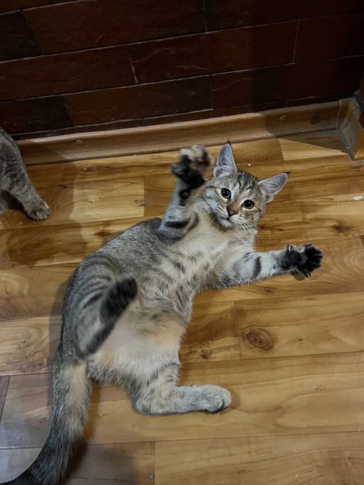 Казкові кошенята ШУКАЮТЬ родини!