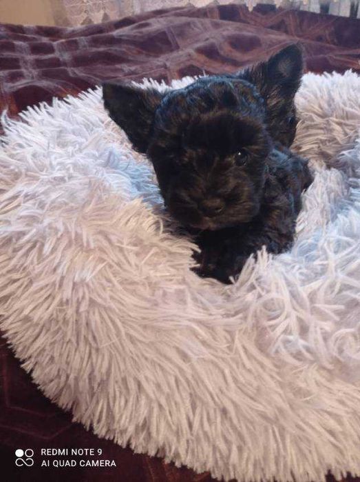 Yourkshriler Terrier