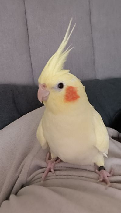 Caturra Lutina macho