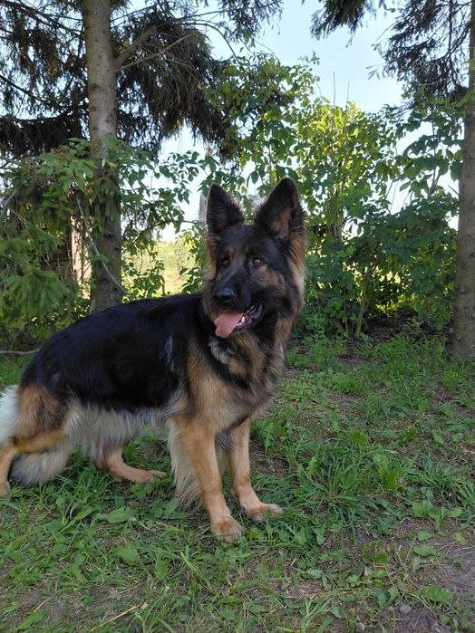 Suczka Owczarek Niemiecki Długowłosy