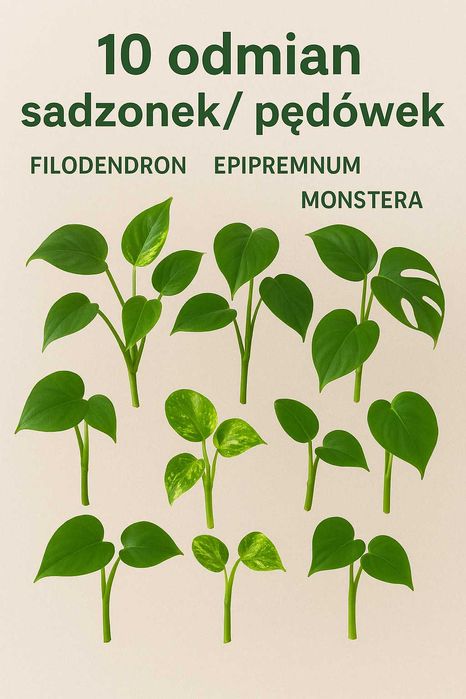 Miks 10 odmian Epipremnum Filodendron Scindapsus Monstera