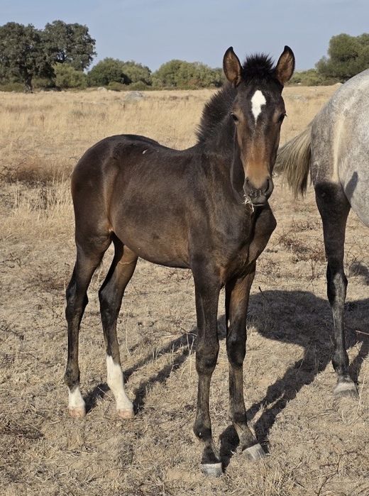 Poldros cruzados de Lusitano