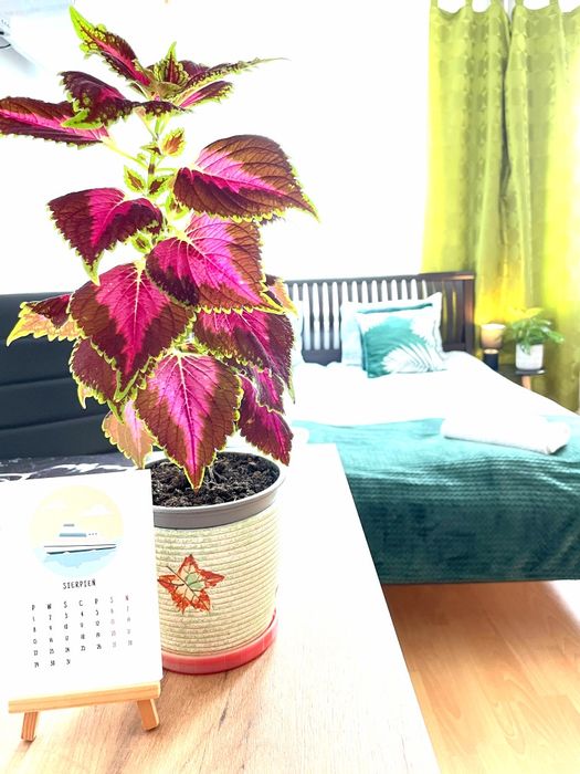 Apartament w Centrum