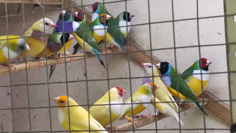 Diamantes gould aves de boa linhagens