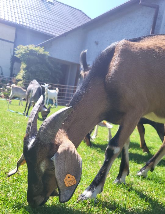 Ostatni koziołek , z kolczykami