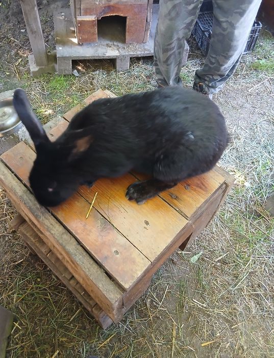Królik samica czarna. Duża zaszczepiona.