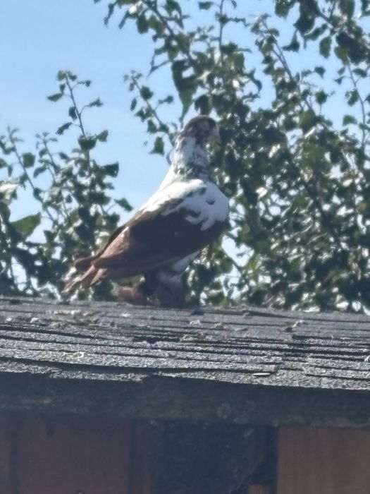 Gołebie widyny polecam