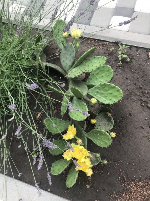 Кактус на відкритому грунті