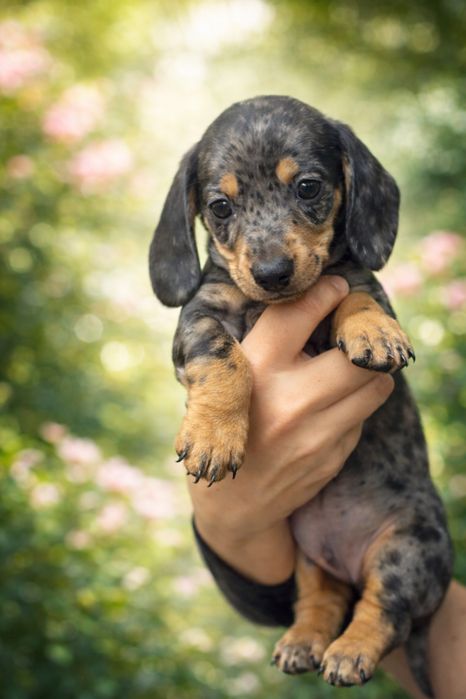 teckel arlequim de preto macho