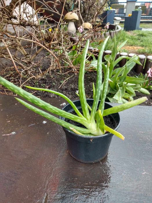 Aloes Sadzonki SPRZEDAM !!!