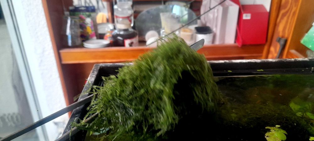 Peixes de aquário