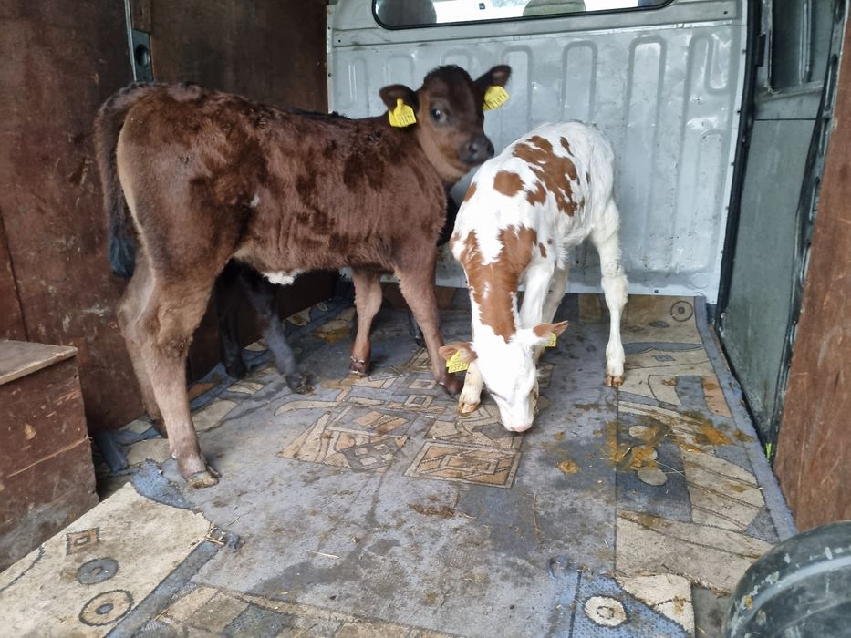 Jałòwki mięsne simental limuzen