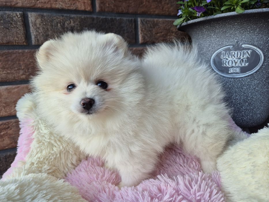 Szpic miniaturowy suczka