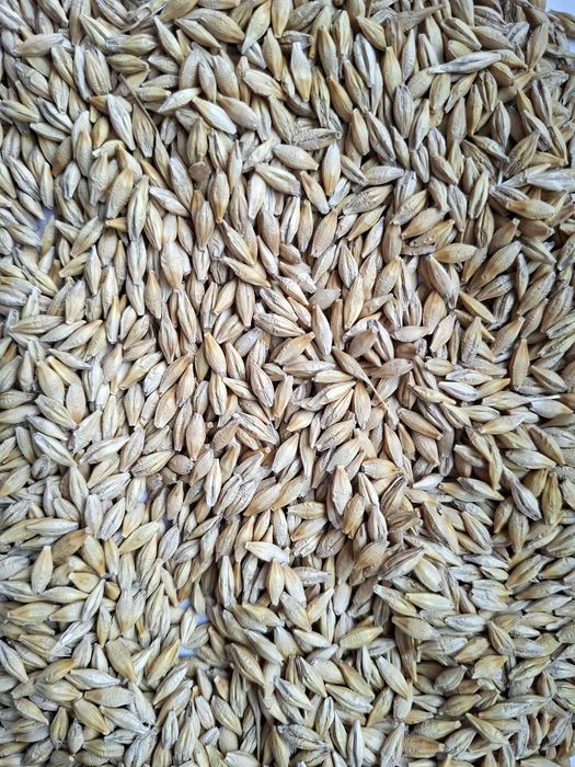 Jęczmień jary "AMARETTO" C/1, materiał kwalifikowany