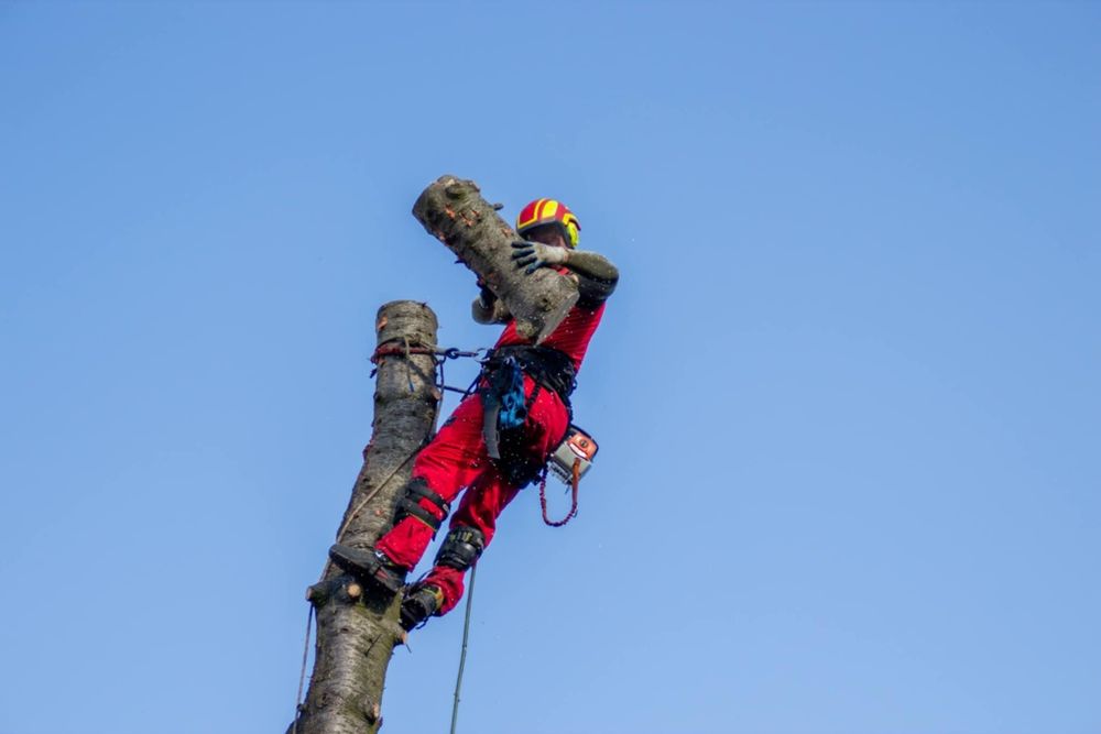 Czarogród - Wycinka i pielęgnacja drzew